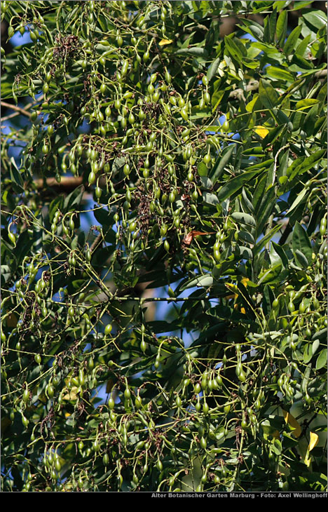 Schnurbaum - Styphnolobium japonicum