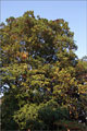 Amerikanische Roteiche - Quercus rubra