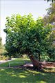 Trompetenbaum - Marburg-Impressionen.de: Alter Botanischer Garten - Trompetenbaum - Catalpa bignonioides