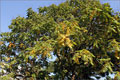 Rispiger Blasenbaum - Koelreuteria paniculata 