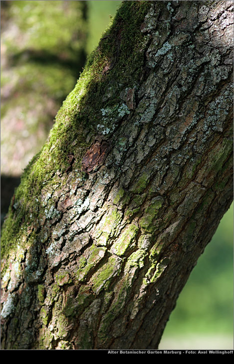 Rispiger Blasenbaum - Koelreuteria paniculata 