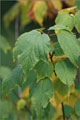 Amerikanischer Schlangenhautahorn - Acer pensylvanicum