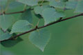 Goldbirke - Betula ermanii