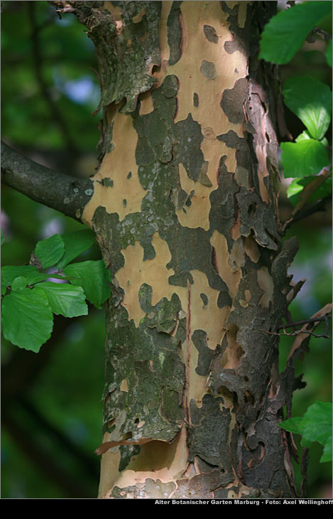 Eisenholzbaum - Parrotia persica