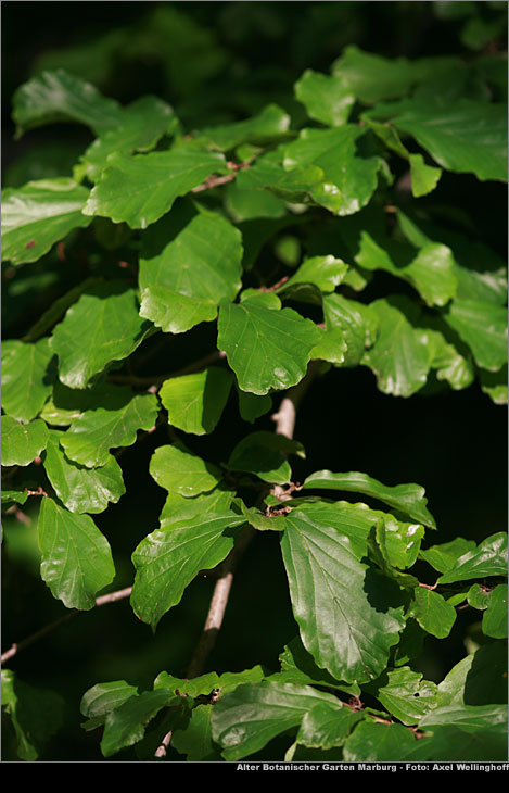 Eisenholzbaum - Parrotia persica