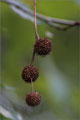 Gemeine Platane - Platanus x acerifolia