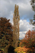 Säulenpappel - Populus nigra 'Italica'