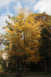 Lederhülsenbaum im Oktober