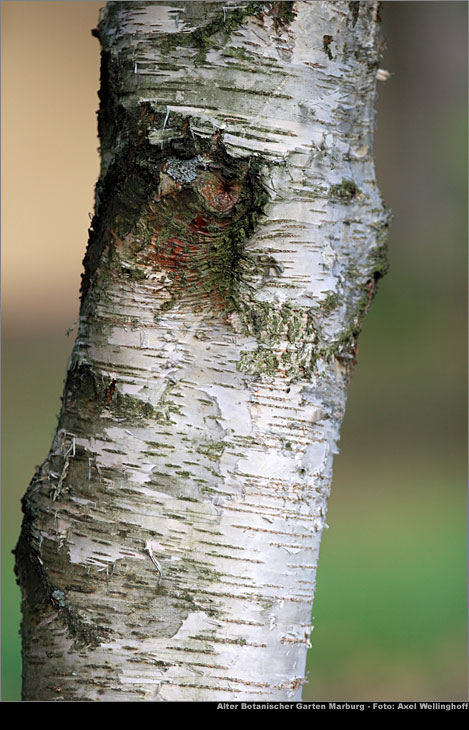 Moor-Birke - Betula pubescens