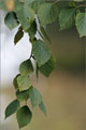 Moor-Birke - Betula pubescens