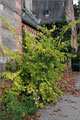 Zürgelbaum - Celtis australis