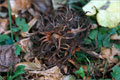 Baumhasel - Corylus colurna