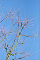 Geweihbaum - Gymnocladus dioicus