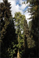 Urweltmammutbaum - Metasequoia glyptostroboides