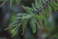 Laub der Sumpfzypresse - Taxodium distichum - im Oktober