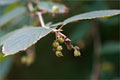 Ährige Scheinhasel (Corylopsis spicata)