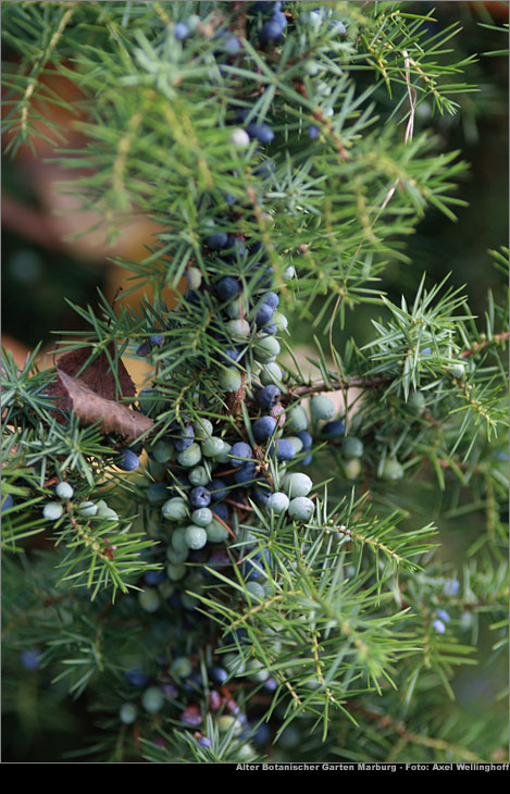 Wacholder - Juniperus communis
