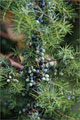 Wacholder - Juniperus communis