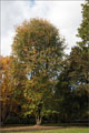 Silber-Ahorn - Acer saccharinum