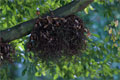 Hainbuche - Carpinus betulus