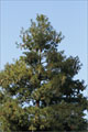 Weymouths-Kiefer - Pinus strobus