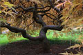 Roter Schlitzahorn - Acer palmatum 'Dissectum Atropurpureum'