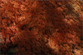 Roter Schlitzahorn - Acer palmatum 'Dissectum Atropurpureum'