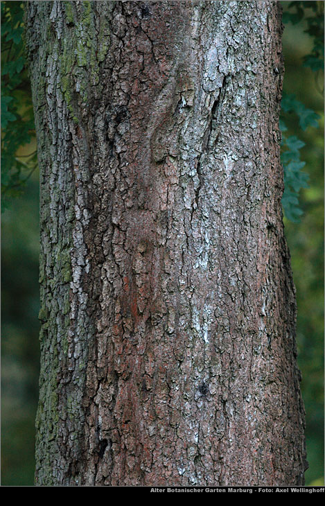 Franzsischer Ahorn - Acer monspessulanum