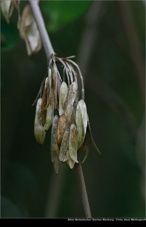 Hnge-Esche - Fraxinus excelsior
