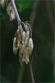 Hänge-Esche - Fraxinus excelsior