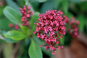 Rote Spornblume - Centranthus ruber