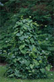 Pfeifenwinde - Aristolochia macrophylla