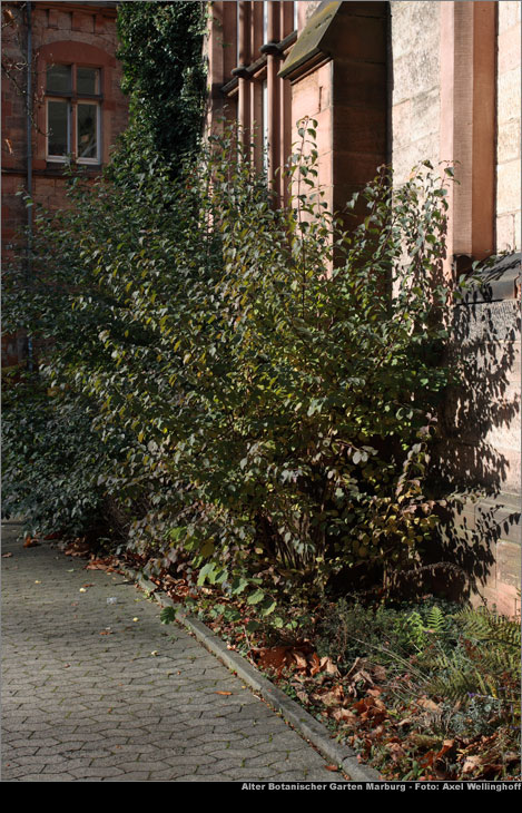 alterbotanischergarten501