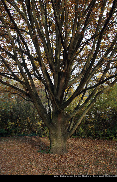 Säuleneiche - Quercus robur 'Fastigiata'