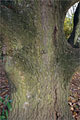 Säuleneiche - Quercus robur 'Fastigiata'