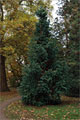 Spießtanne - Cunninghamia lanceolata