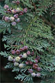 Lawsons Scheinzypresse - Chamaecyparis lawsoniana