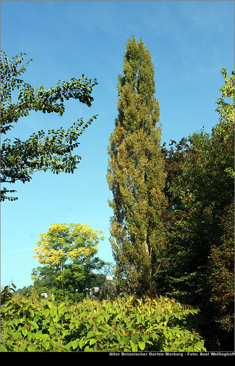 Säulenpappel - Populus nigra 'Italica'