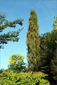 Säulenpappel - Populus nigra ‚Italica‘