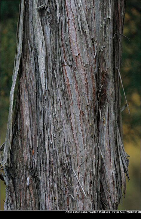 Chinesischer Wacholder - Juniperus chinensis