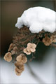 Samthortensie (Hydrangea sargentiana)
