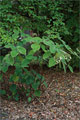 Samthortensie (Hydrangea sargentiana)