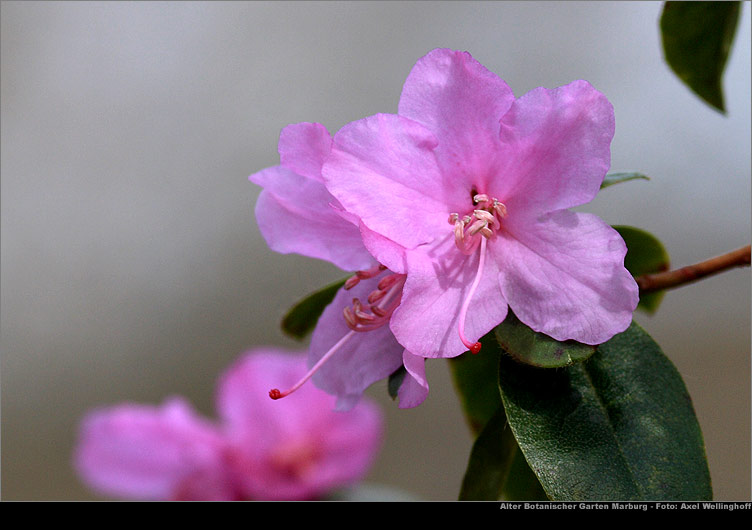 Dahurischer Rhododendron (Rhododendron dauricum)