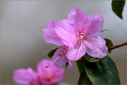 Dahurischer Rhododendron