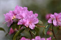 Dahurischer Rhododendron (Rhododendron dauricum)