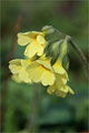 Hohe Schlsselblume (Primula elatior)