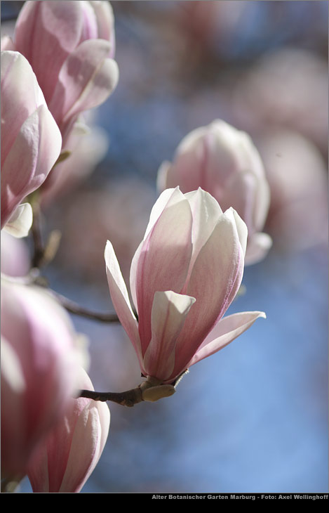 Tulpenmagnolie (Magnolia × soulangeana)