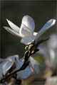 Kobushi-Magnolie (Magnolia kobus)