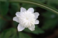 Geflltes Buschwindrschen (Anemone nemorosa 'Vestal')