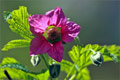 Gelbe Himbeere (Rubus idaeus)